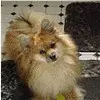 puppies