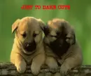 PUPPIES-TOO CUTE
