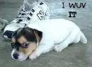 PUPPY