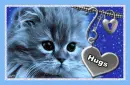 cute kitty