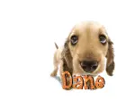 Dane