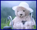 cute teddy
