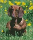 Dashund