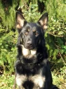 Germanshepherdog