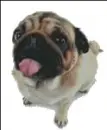 Pug