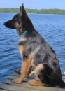 Germanshepherddog