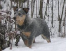 Astralian Cattle Dog