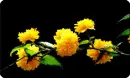yellow flowers