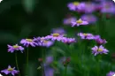 purple flowers
