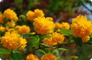 yellow flowers