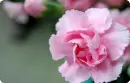china pink