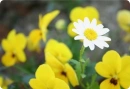 delicate daisy