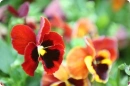 red pansy