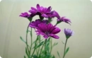 lovely flowers