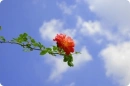 wild rose
