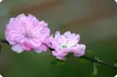 lovely pink
