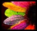 Rainbow Flower