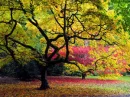 Rainbow Tree