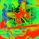raoinbow butterfly
