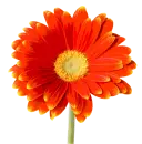 groovy HIPPY daisy