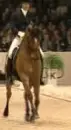 Dressage
