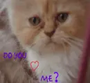 cat love
