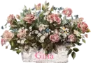 gina