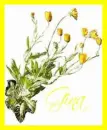 flowers-gina