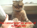 weird cat