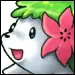 Cute Seal