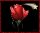red rose with star