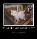 what are you looking at?