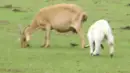 goats - apinger  and coda