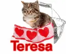 Cat-Teresa