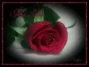 red rose For You