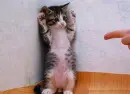 Kitty