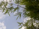 Bamboo Leaves