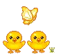 chicks