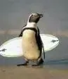 penguin
