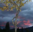 Tree of Peace