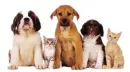 Puppies & Kittens