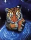 tigers