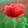 red popper