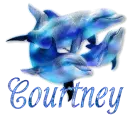 Courtney - Dolphins