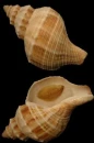 Skjell