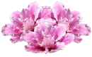 Sparkling Pink Flowers Bunch