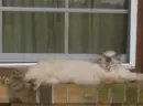 lazy kitty
