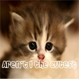 Cute Kitty