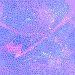 Purple and Pink swirl