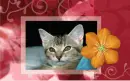 cat-Have a puurrfect day!-Hugs Gied